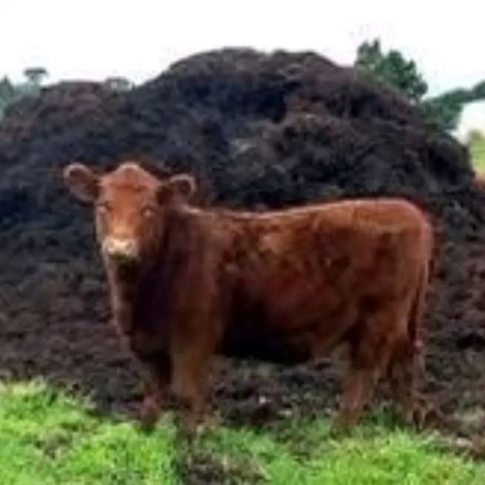 Говяжий перегной