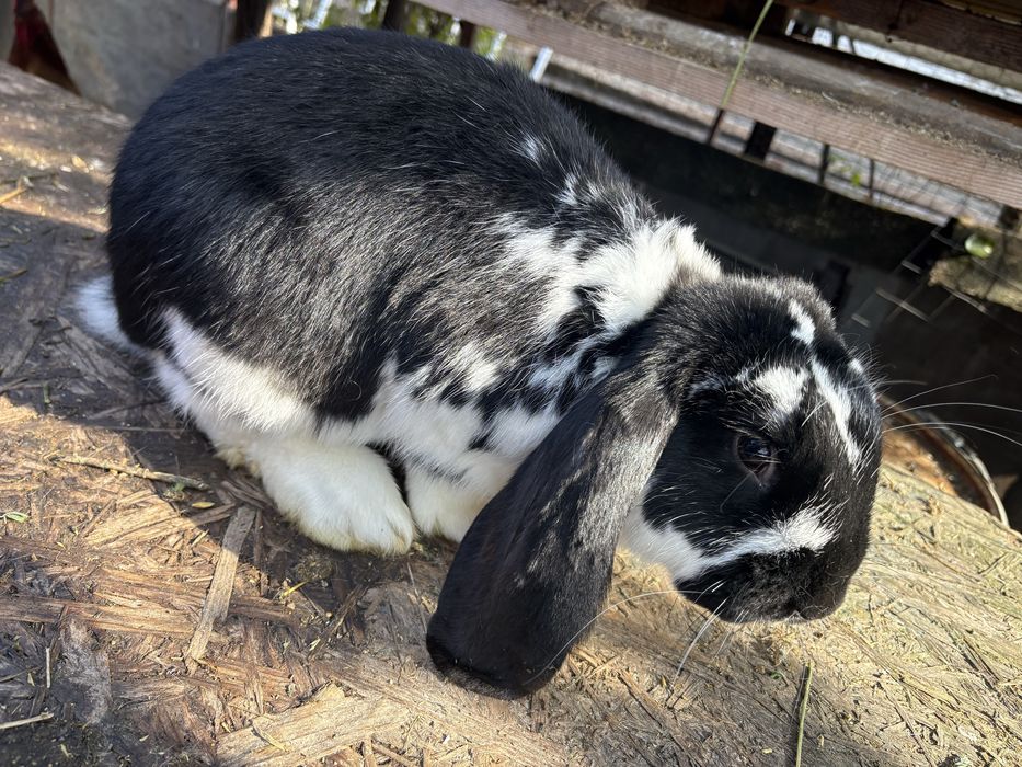 Iepuri rasa berbec german 7-10  luni femele masculi disponibili