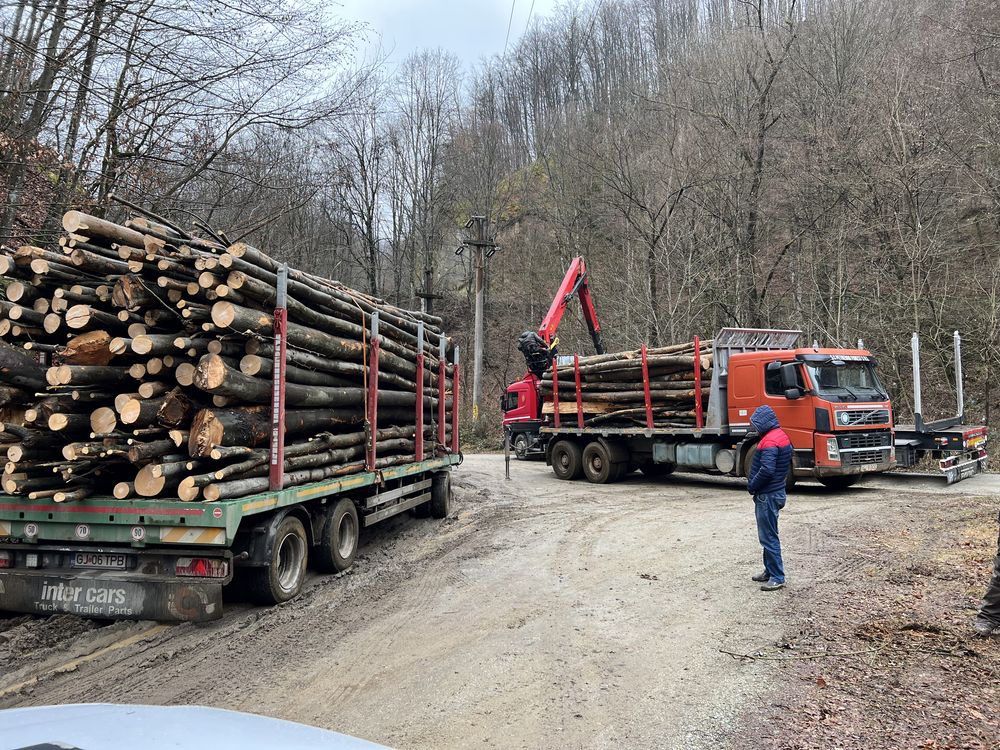 Lemn de foc și lucru fag gorun orice esența