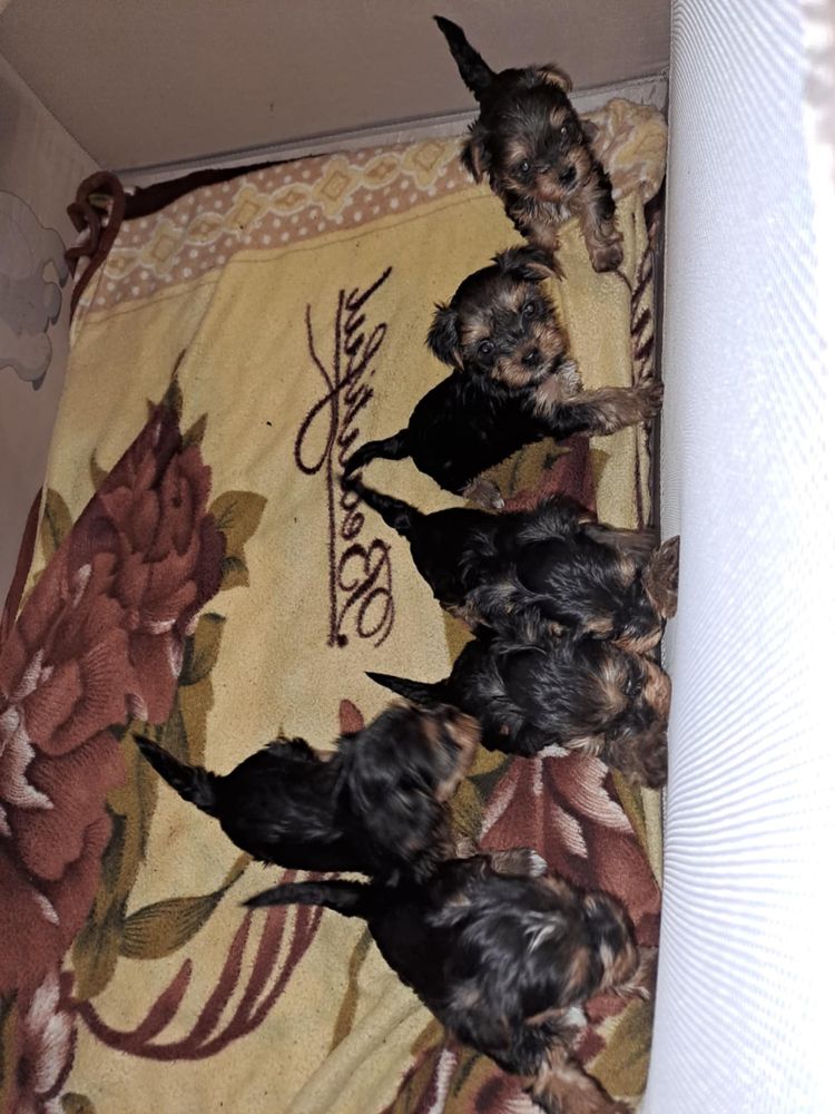 Йоркширски сладури