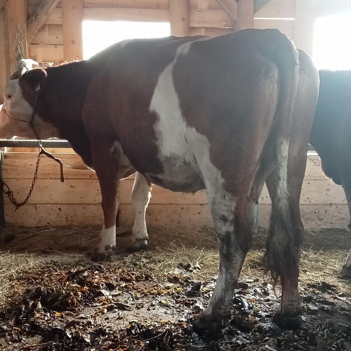 Vînd 2 vaci una la prima fătare și una la a 2 fătare