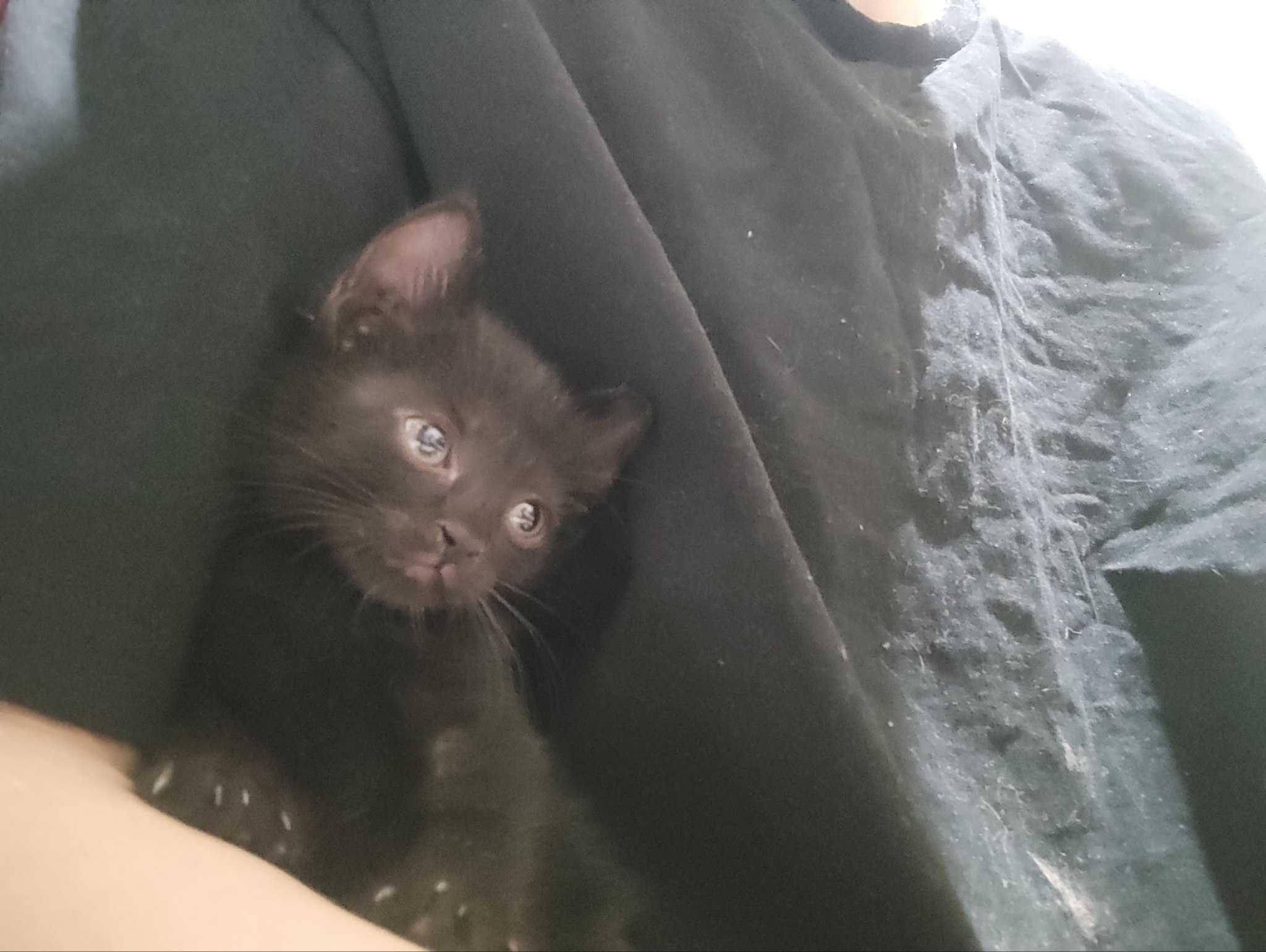Черные котята к продаже