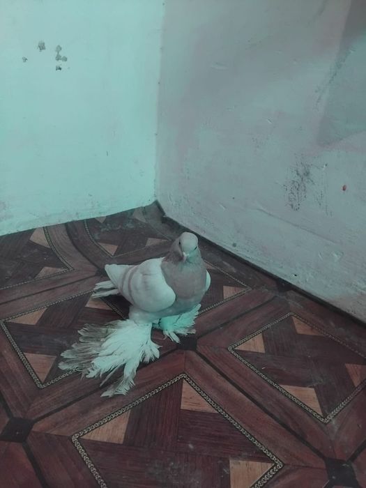 осы кептер сатлады билиді галупка бағасы  6000 мын саудасы бар