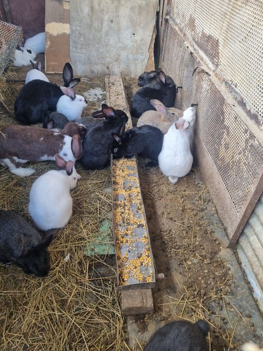 Vând iepuri rasă comuna