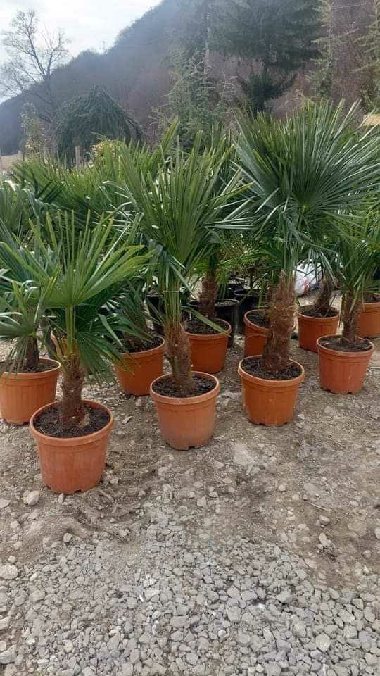 Leilandi tuia poniponi artari palmieri maslini
