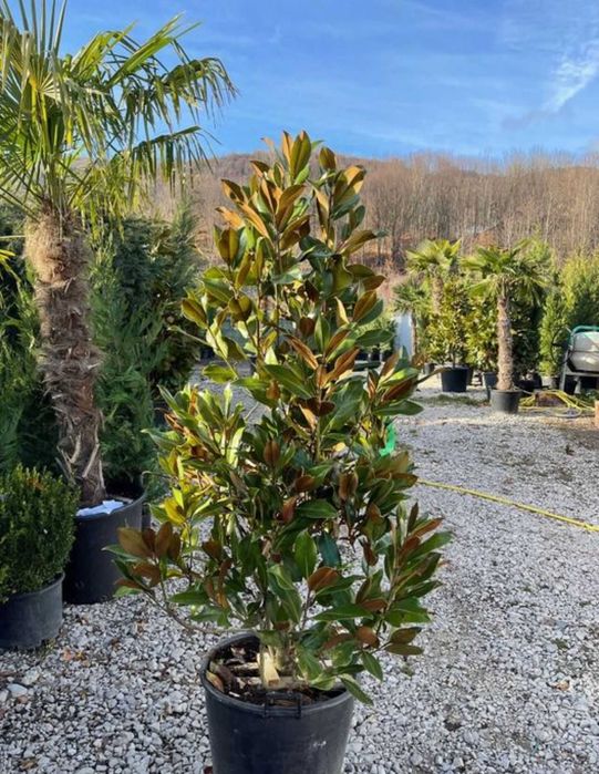 Magnolia  grandiflora