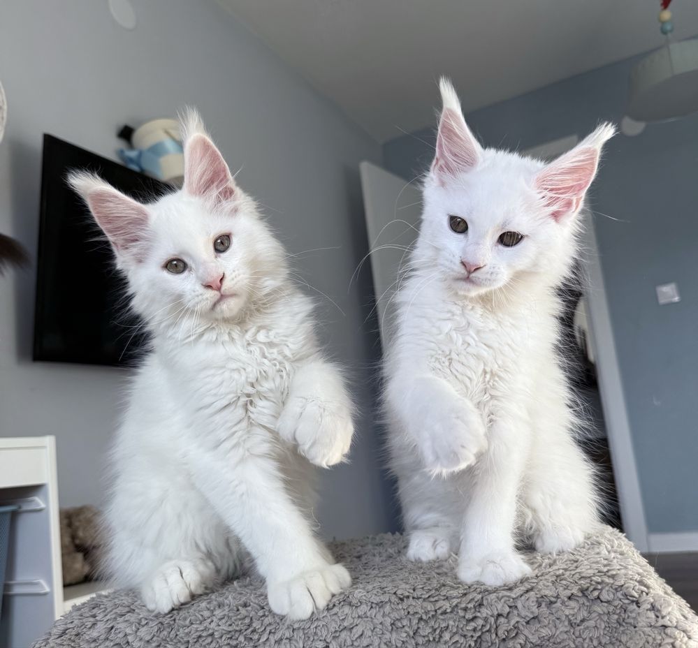 Мейн кун котенца / Мейн куун котенца / Maine coon kittens
