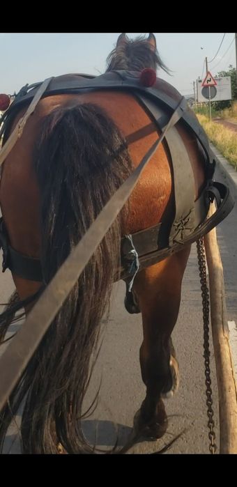 Vand sau schimb iapa