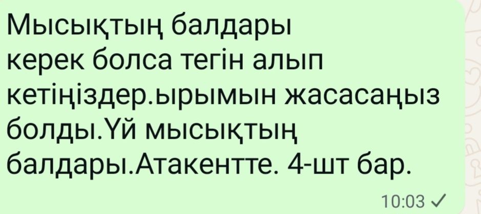 Мысықтың баласы.