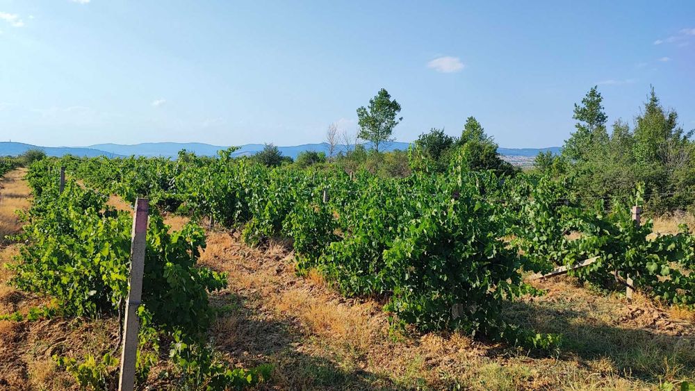 Продавам изгодно лозе мерло в село Виноградец като чудесна инвестиция!