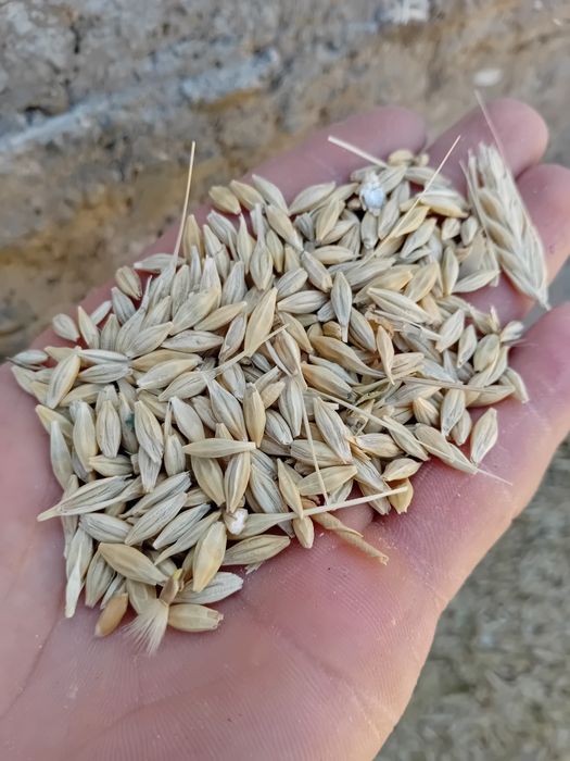 Арпа тозаси Оптом дехкондан  Ячмень оптом Доставка