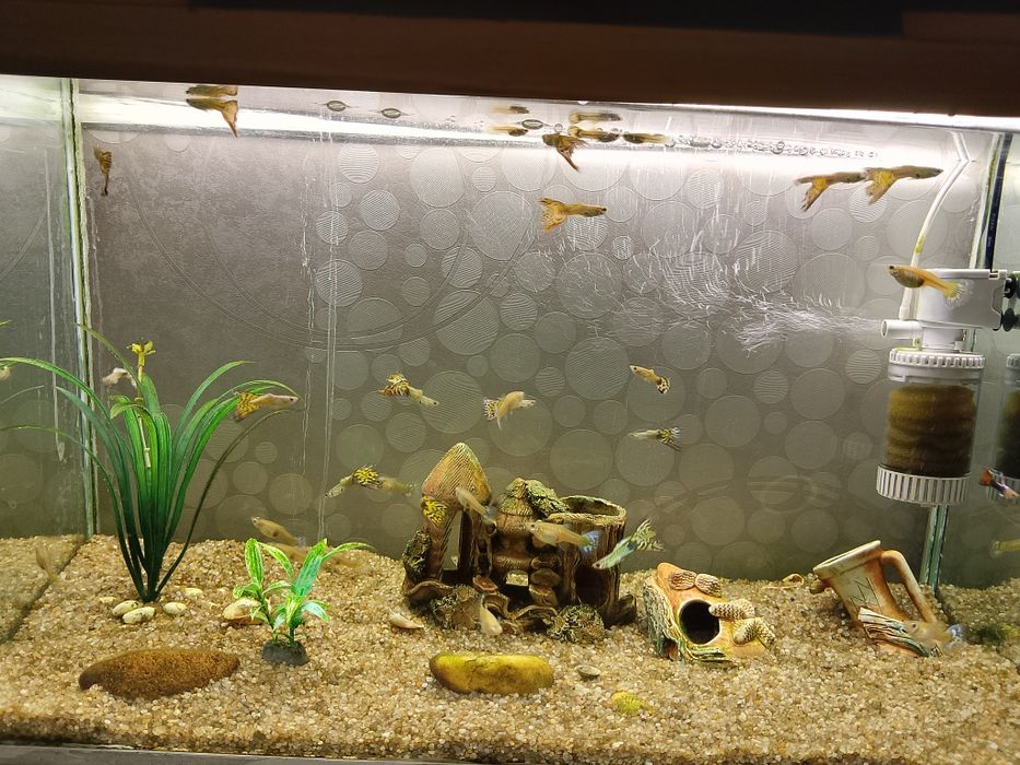 Продам гуппи по 300