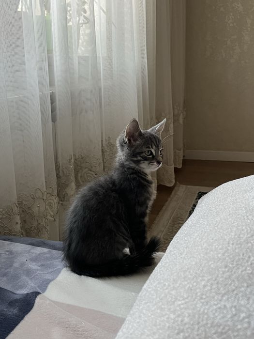 Отдам котёнка 2.3 месеца с лотком