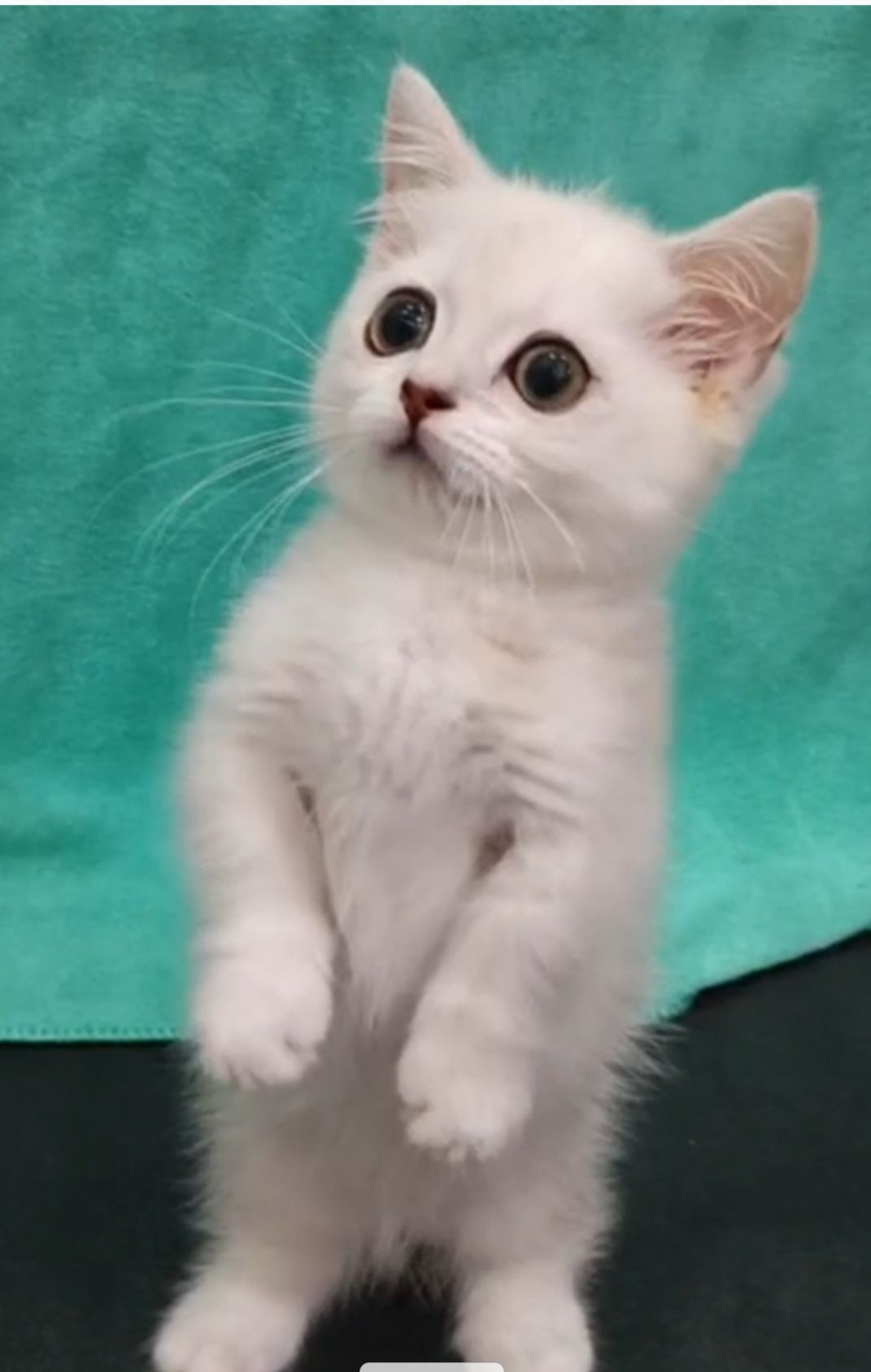 Продаётся элитный котёнок манчикин