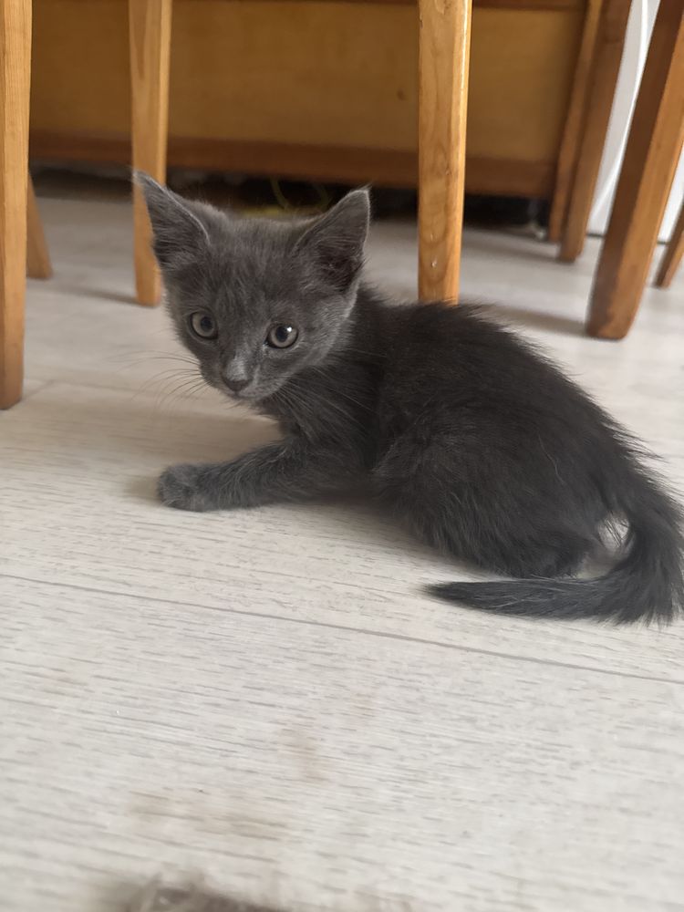 Продам за символичную плату, котенка (кот) русской нолубой кошки