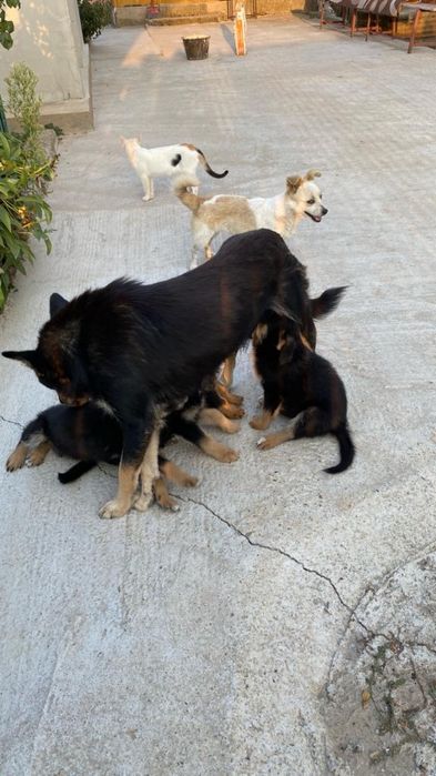 adoptie catelusi de curte si lup