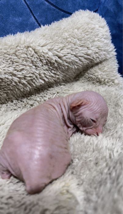 Бронь котенка сфинкса