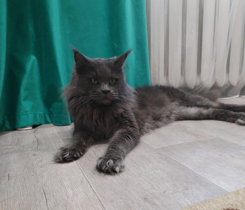 Продам кота Мейн Кун