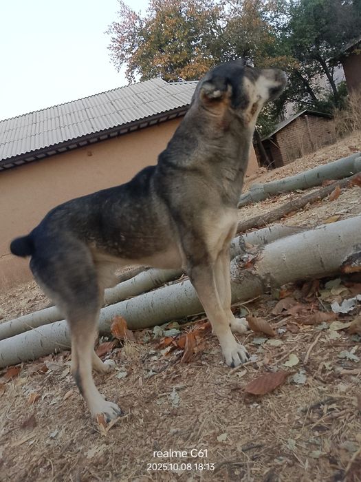 Yuz foizlik kafolti