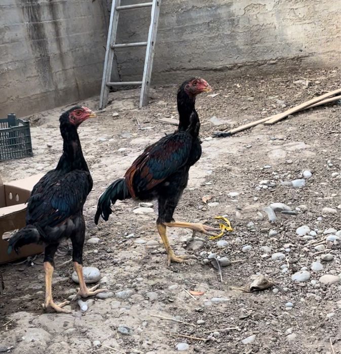 Дакан Шөже қораздар