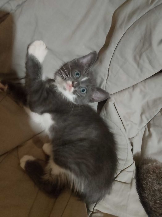 Котета - град Павликени