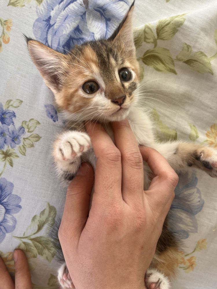 Отдам котенка в хорошие руки