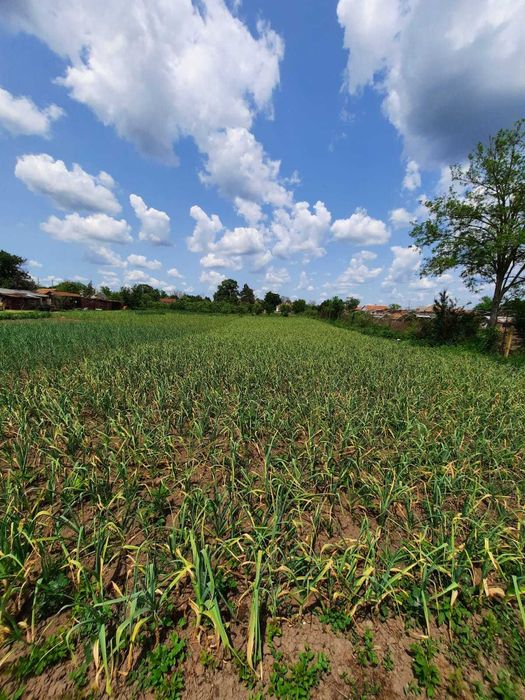 Български зимен чесън собствено производство! Без химикали и пестециди