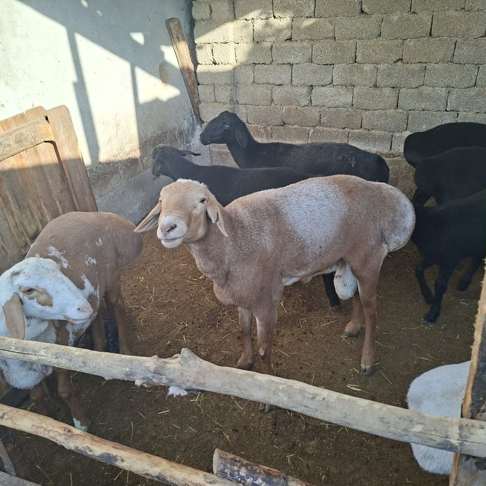 Qochqor sotiladi Yeb ichishiga javob