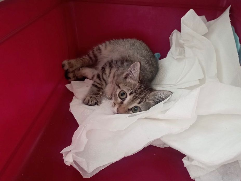 Котенце  момиче 1,5-2 мес.