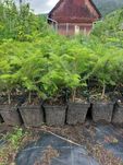 Puieti brad alb Abies alba la ghiveci P11- plantare 12 Luni/an