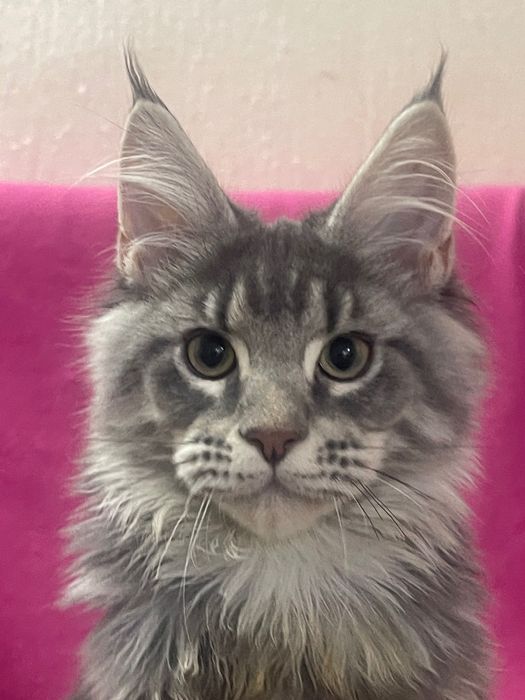 Maine Coon cu părinții campion