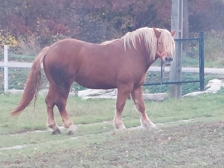 Manza 4 ani (montata)