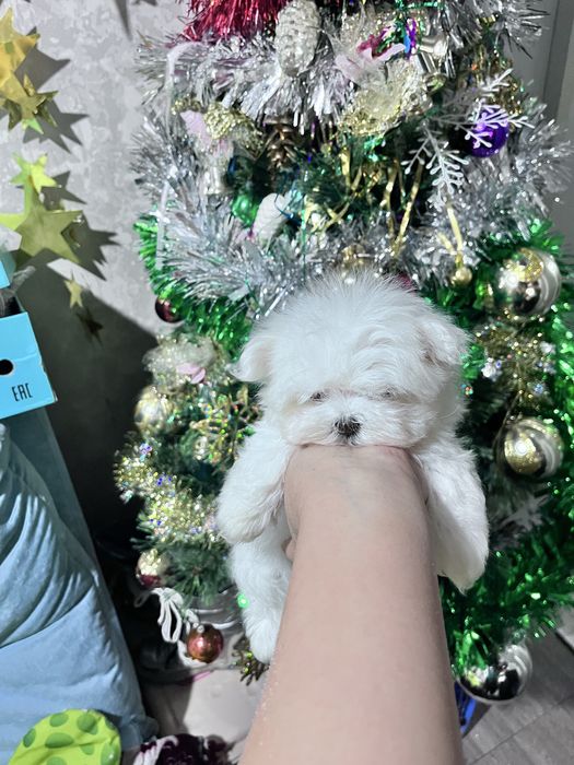 Продается Мальтезе девочка