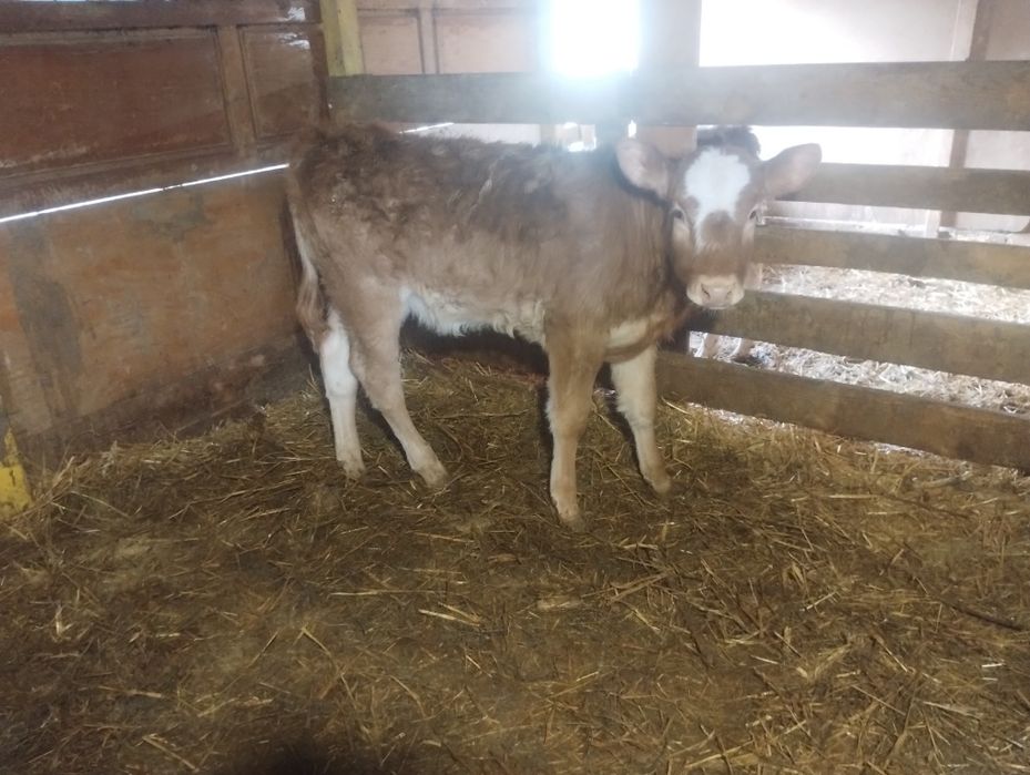 Vând vițea limuzin înțărcată