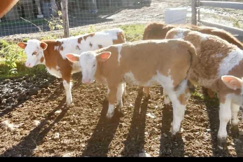 vand vitei sugari si intarcati (bălțată și holstein) 70-350 kg