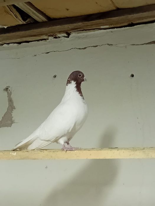 Кептер сатылады!