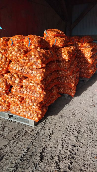 Ceapă plată  și cartofi