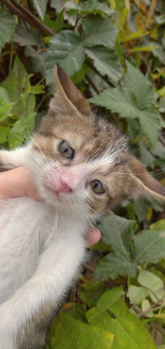 Отдам котёнка в добрые руки — мальчик, ласковый и игривый!