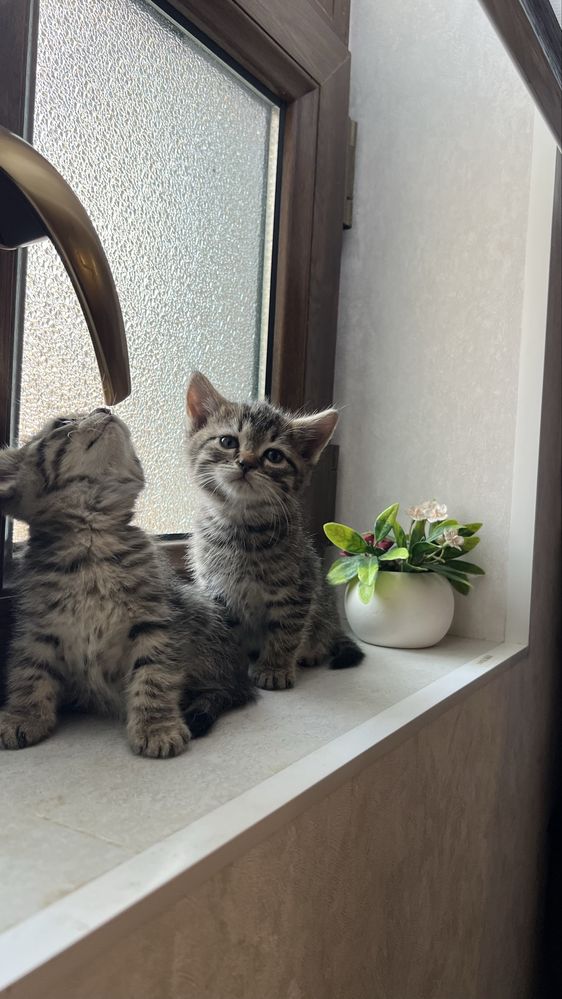 Mushuchalarimiz Hadyaga beriladi 45 kunli bolishgan juda shirin Toshda