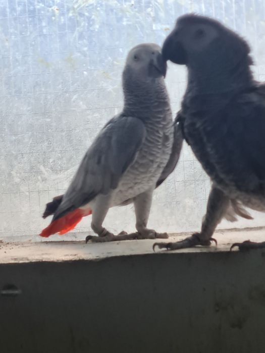 Vand pereche papagali jako