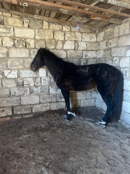 Айғыр сатылады 9жасар хабарласамыз