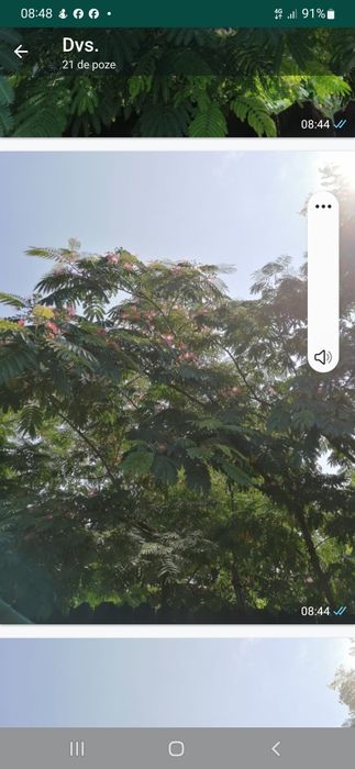 Paulownia tomentosa și arbori de matase