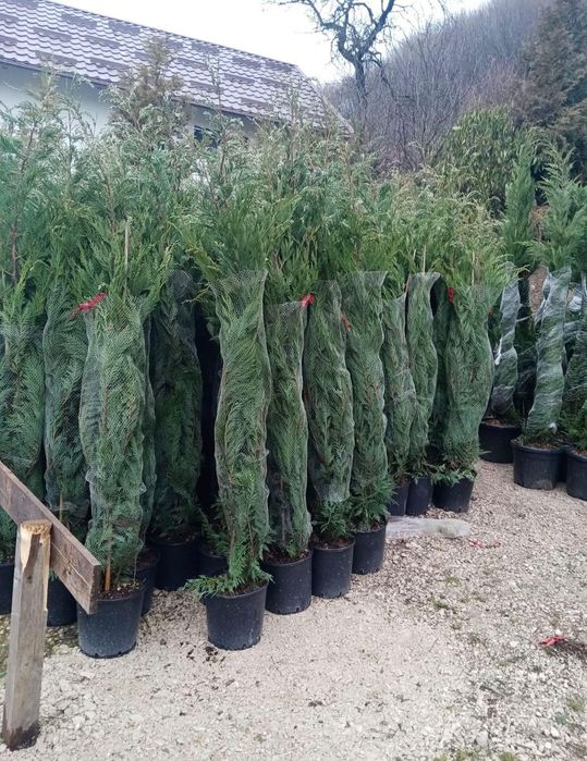 Plante ornamentale aclimatizate la ghiveci