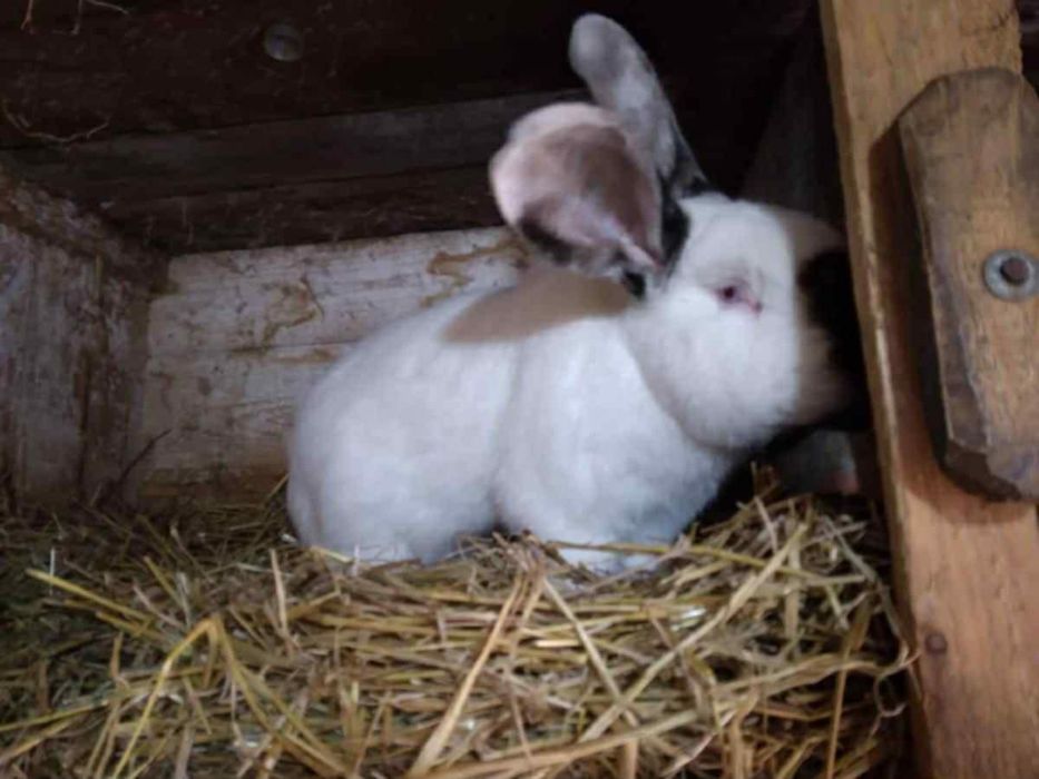 Iepuri uriasi de transilvania