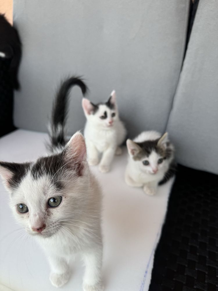 Doua pisici spre adoptie