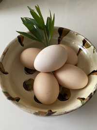 Vând ouă de țară