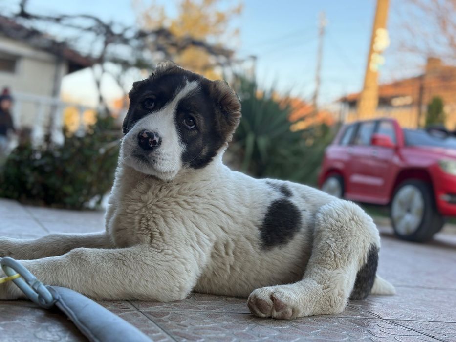 Алабай чистокръвна женска