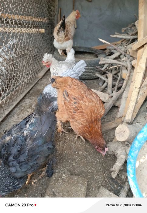 Товуклар сотилади 5 дона