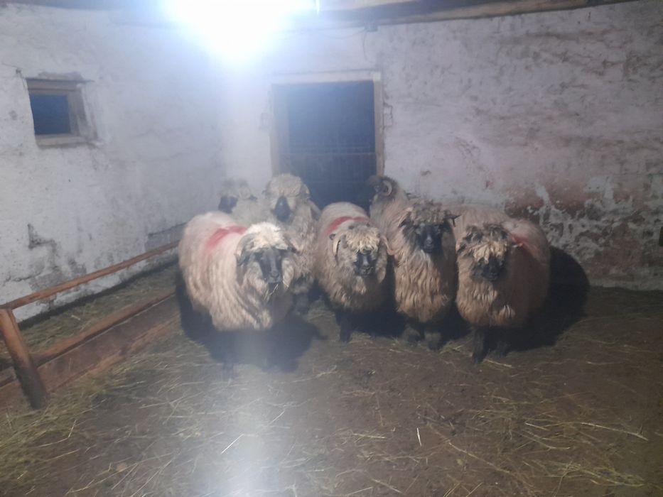 Vând oi Bucălăi...