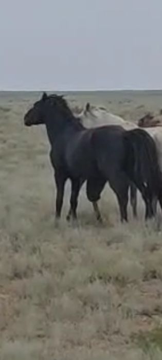 Айғыр сатылады шым қара